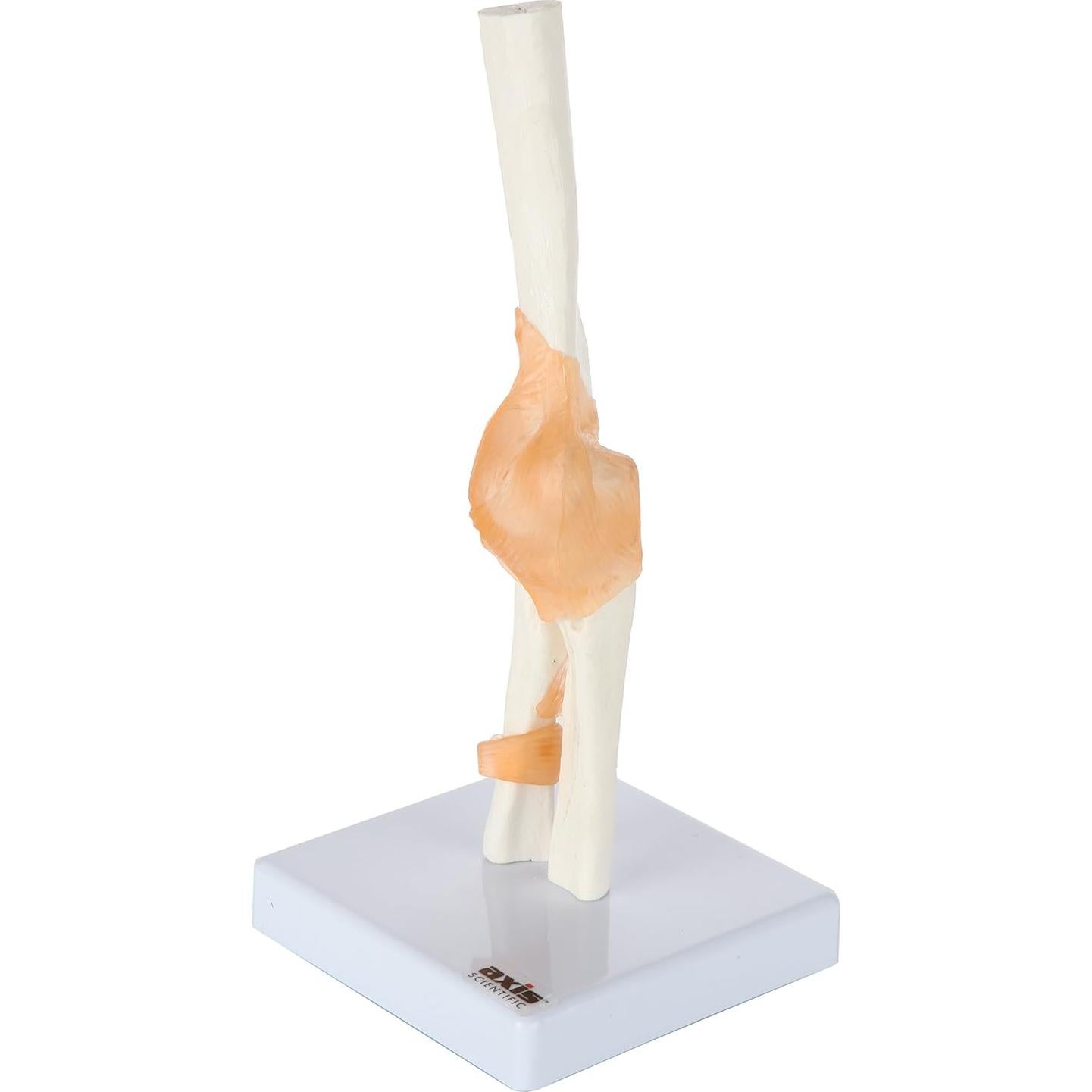 Modelo de Codo Flexible Axis Scientific con Ligamentos Realistas