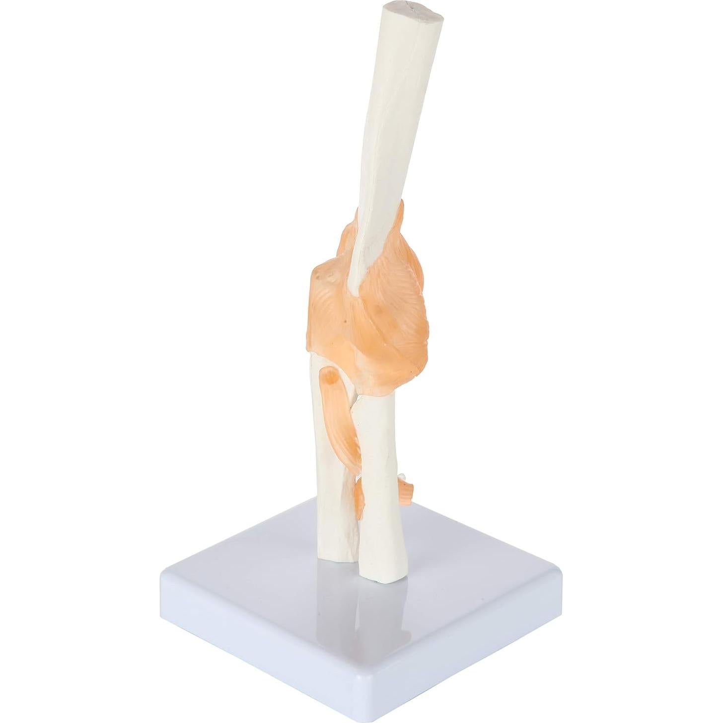 Modelo de Codo Flexible Axis Scientific con Ligamentos Realistas