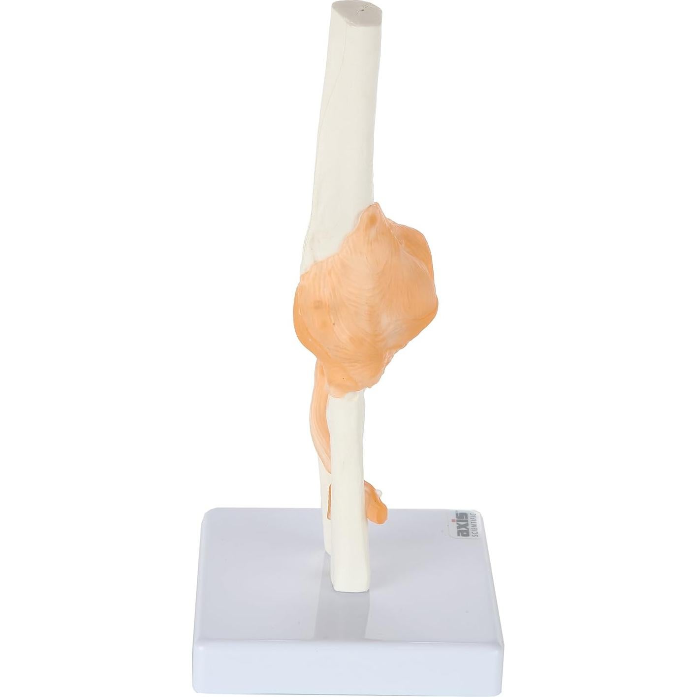 Modelo de Codo Flexible Axis Scientific con Ligamentos Realistas
