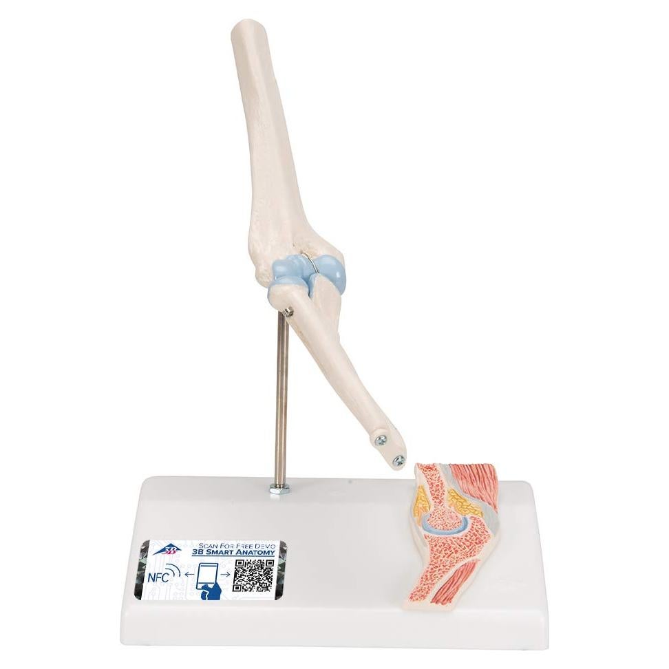 Mini Articulación del Codo 3B Scientific A87/1 con Sección Transversal