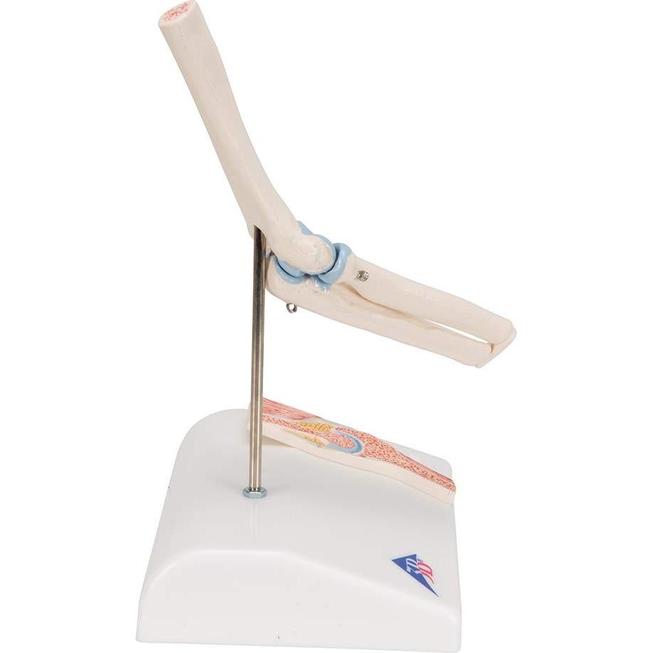 Mini Articulación del Codo 3B Scientific A87/1 con Sección Transversal