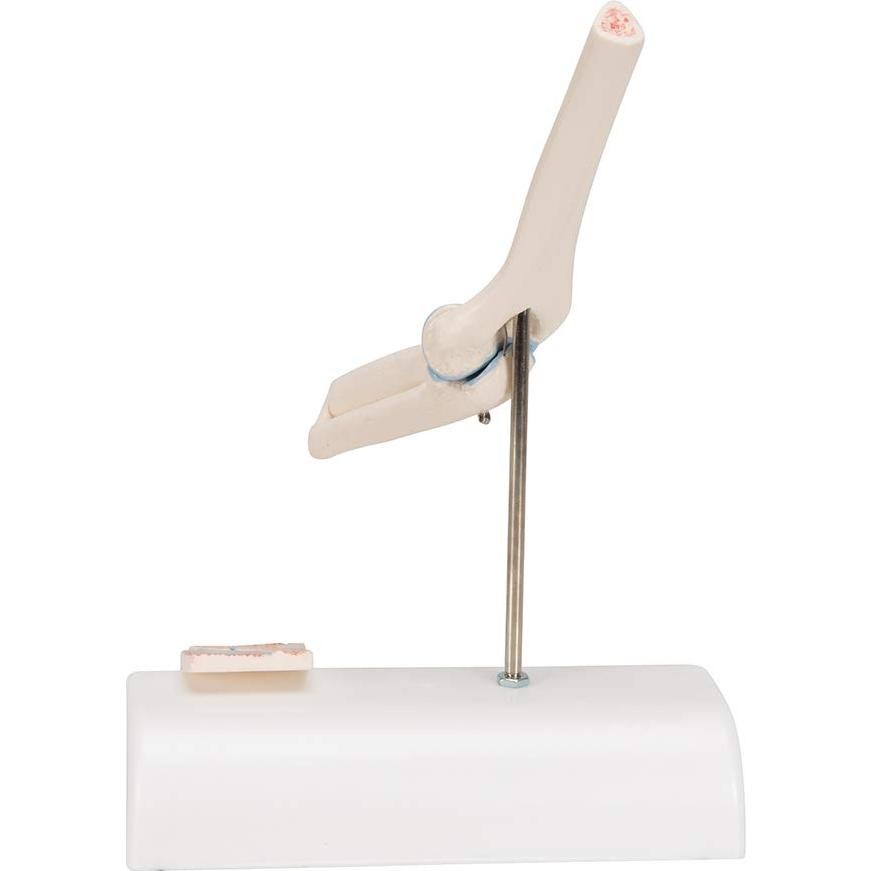 Mini Articulación del Codo 3B Scientific A87/1 con Sección Transversal