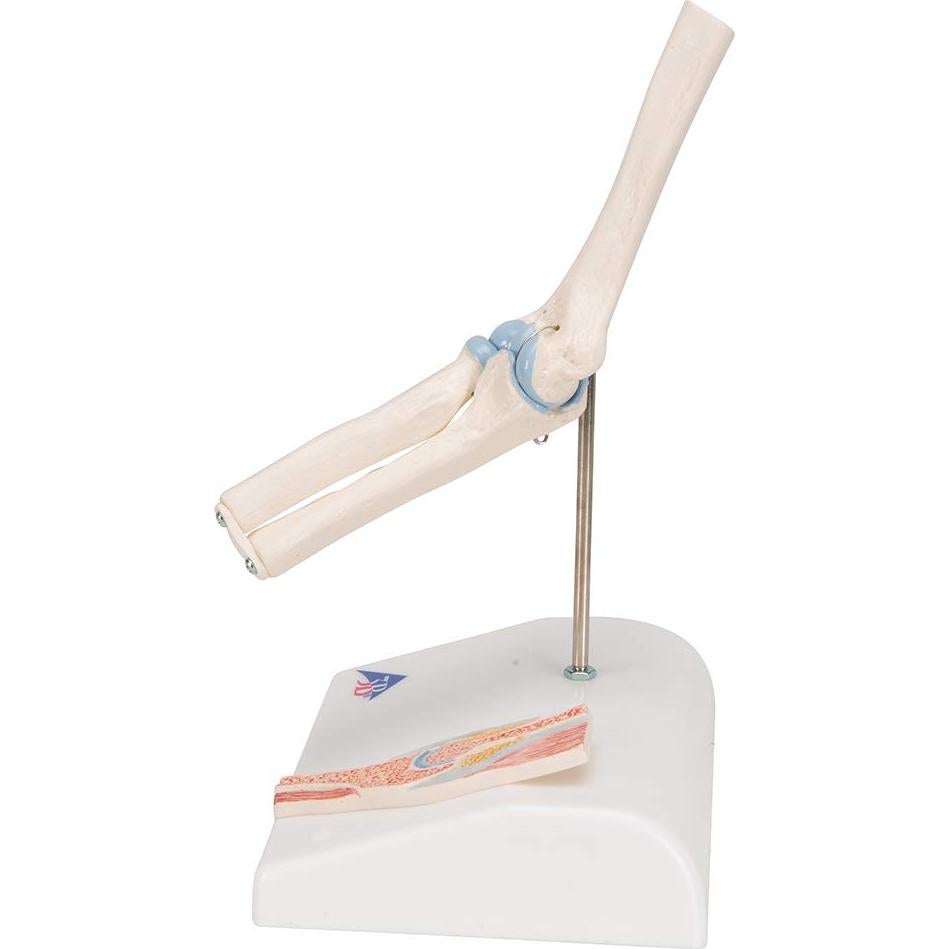 Mini Articulación del Codo 3B Scientific A87/1 con Sección Transversal