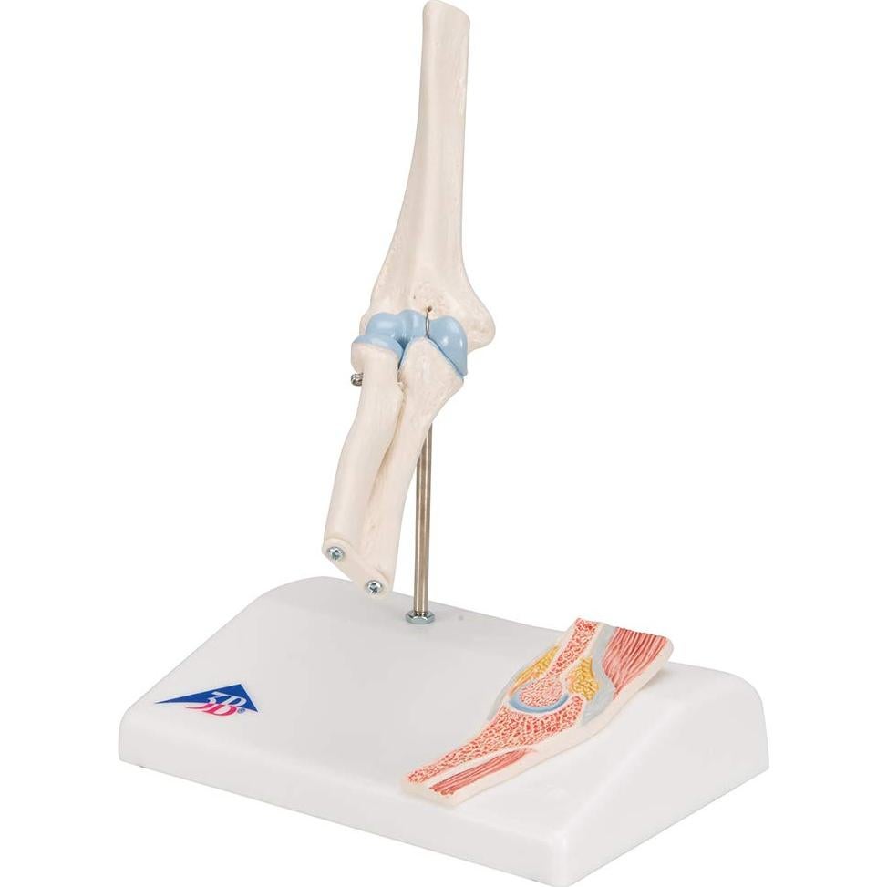 Mini Articulación del Codo 3B Scientific A87/1 con Sección Transversal