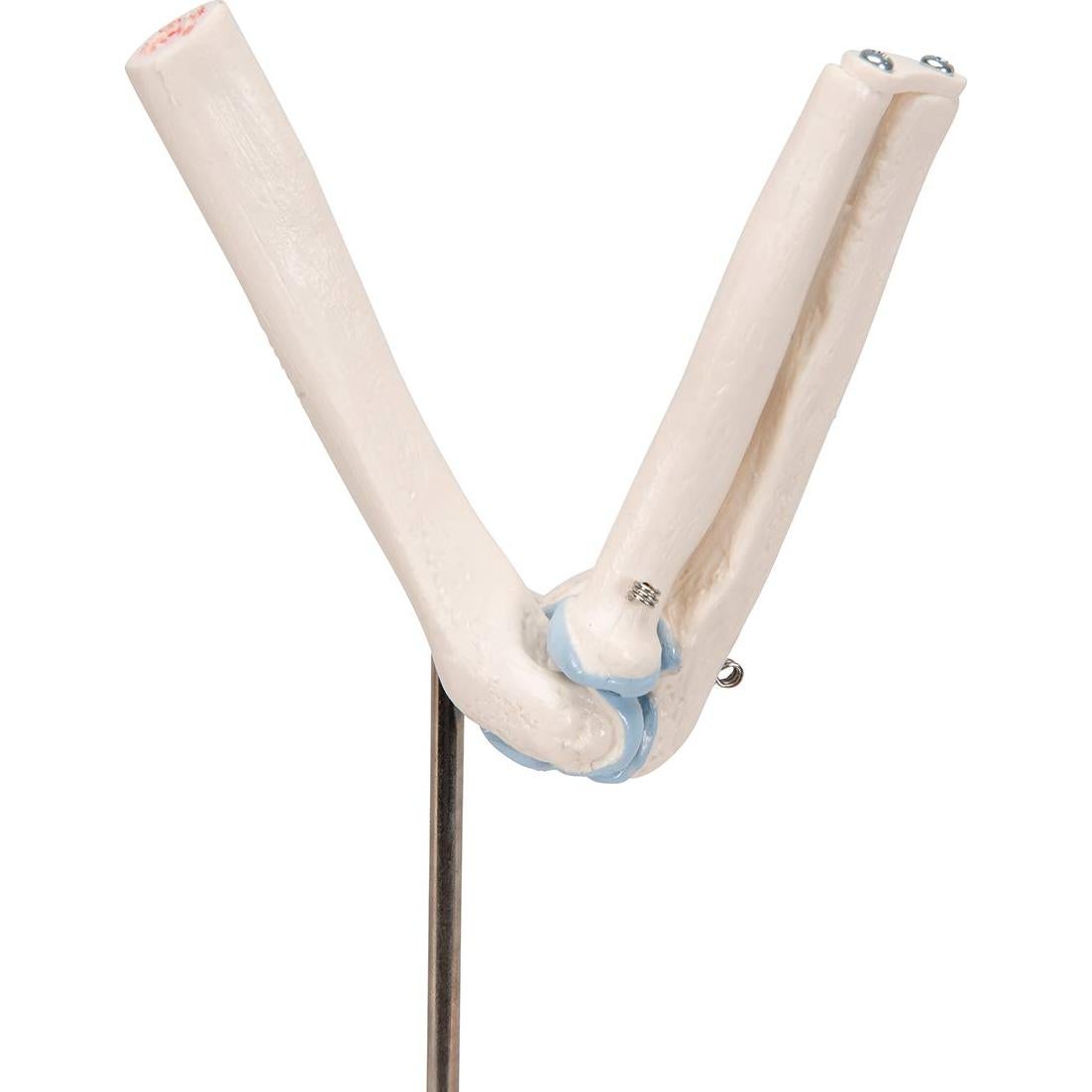 Mini Articulación del Codo 3B Scientific A87/1 con Sección Transversal