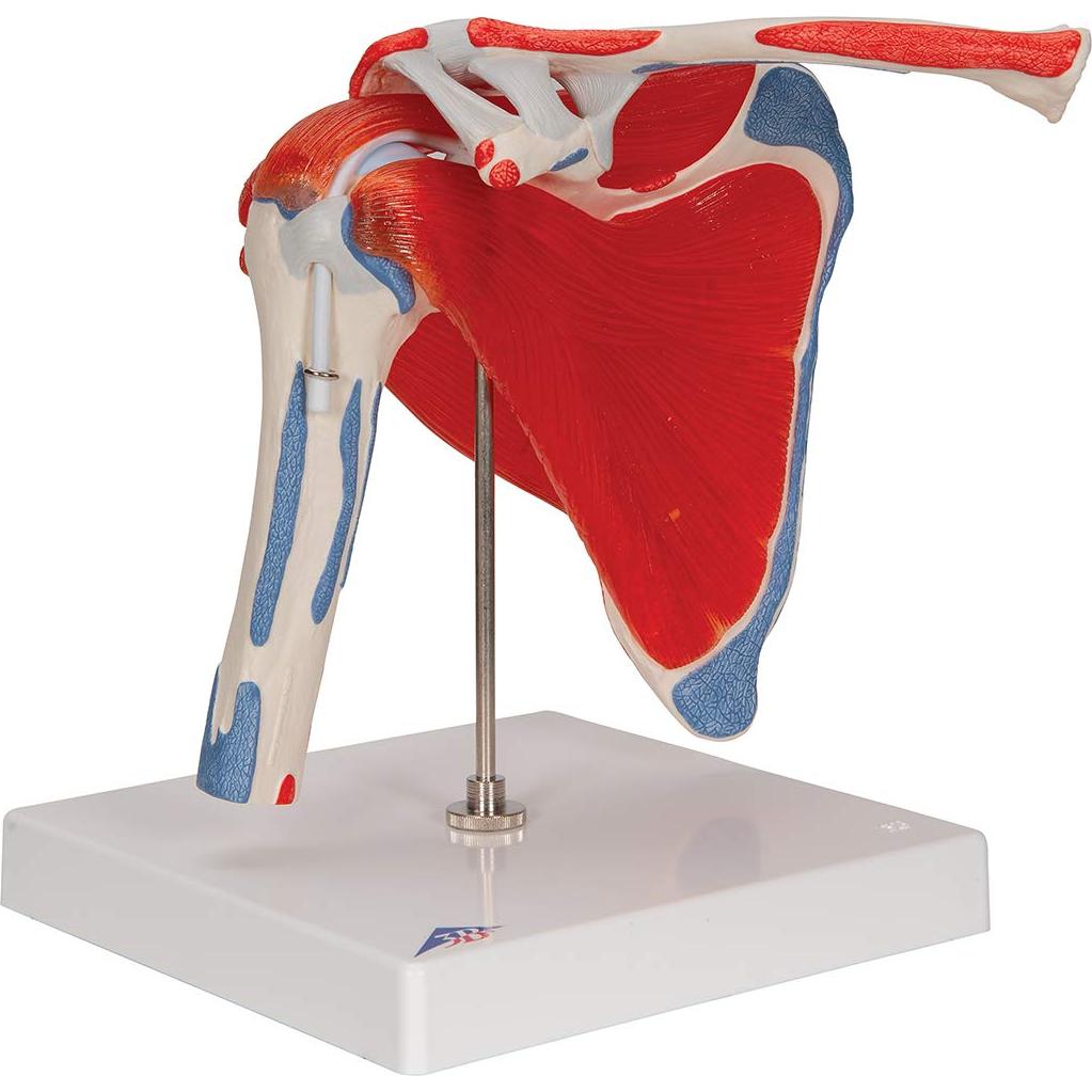 Modelo Articulación Hombro 3B Scientific A880 Desmontable