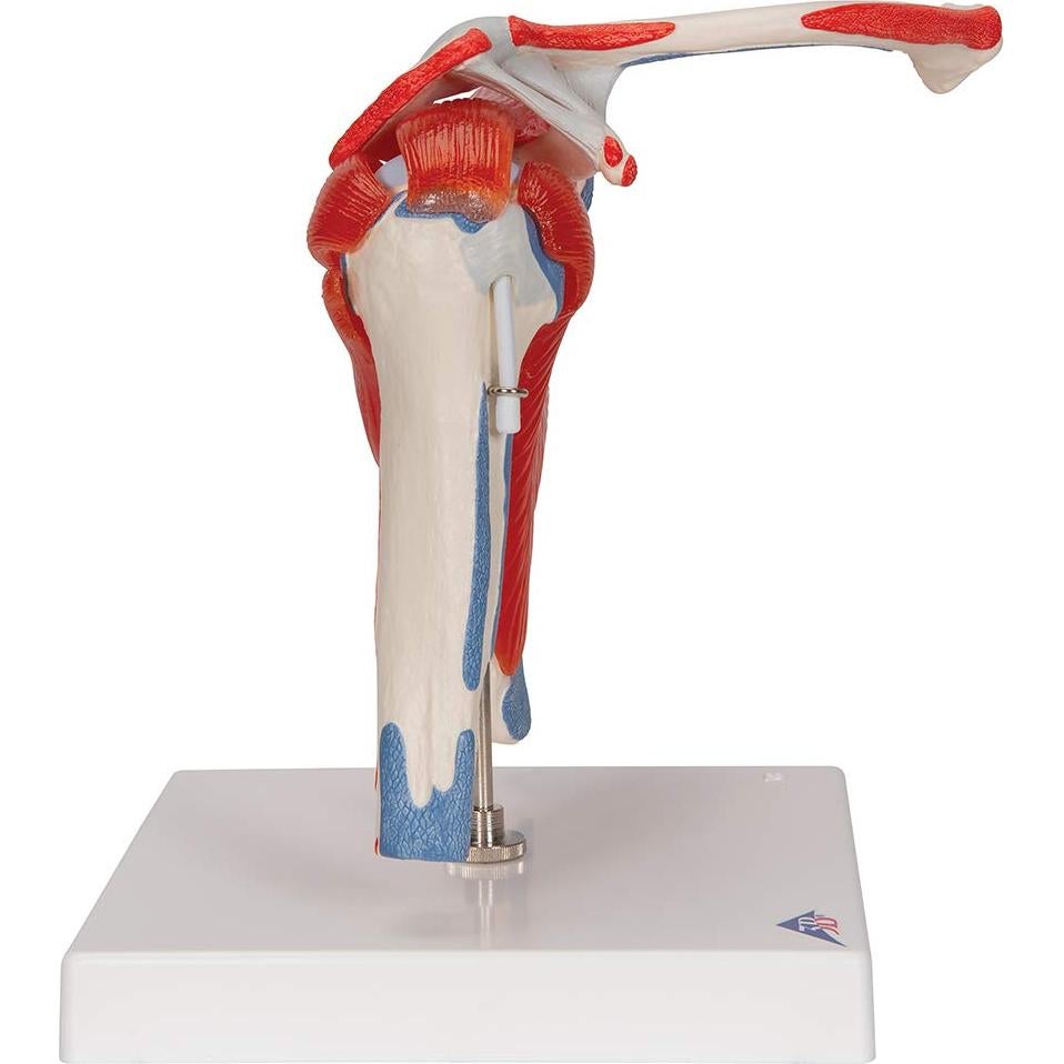 Modelo Articulación Hombro 3B Scientific A880 Desmontable