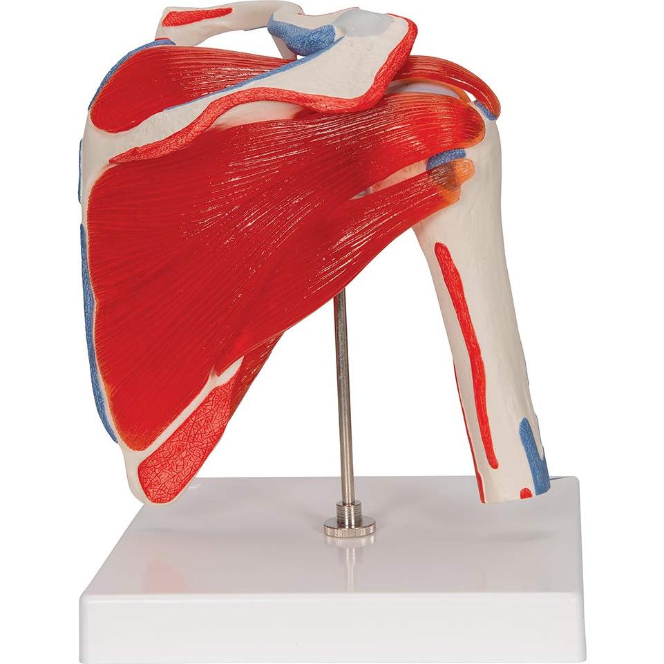 Modelo Articulación Hombro 3B Scientific A880 Desmontable