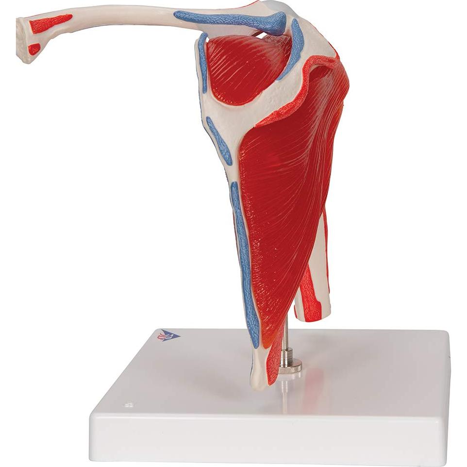 Modelo Articulación Hombro 3B Scientific A880 Desmontable