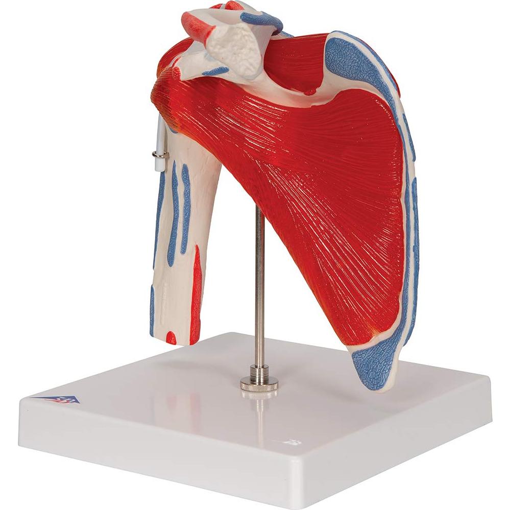 Modelo Articulación Hombro 3B Scientific A880 Desmontable
