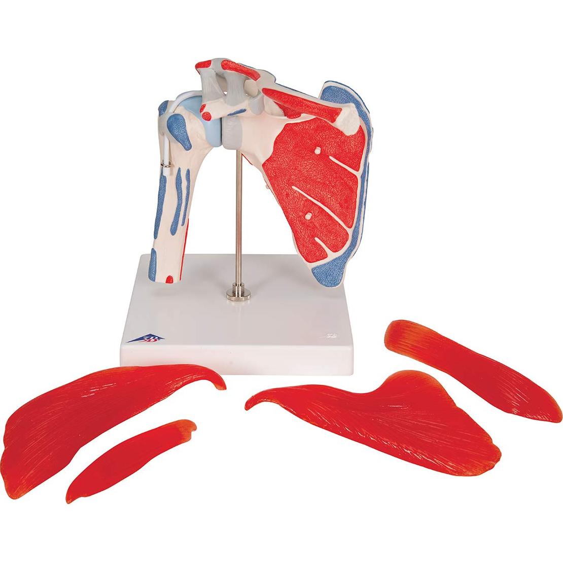 Modelo Articulación Hombro 3B Scientific A880 Desmontable