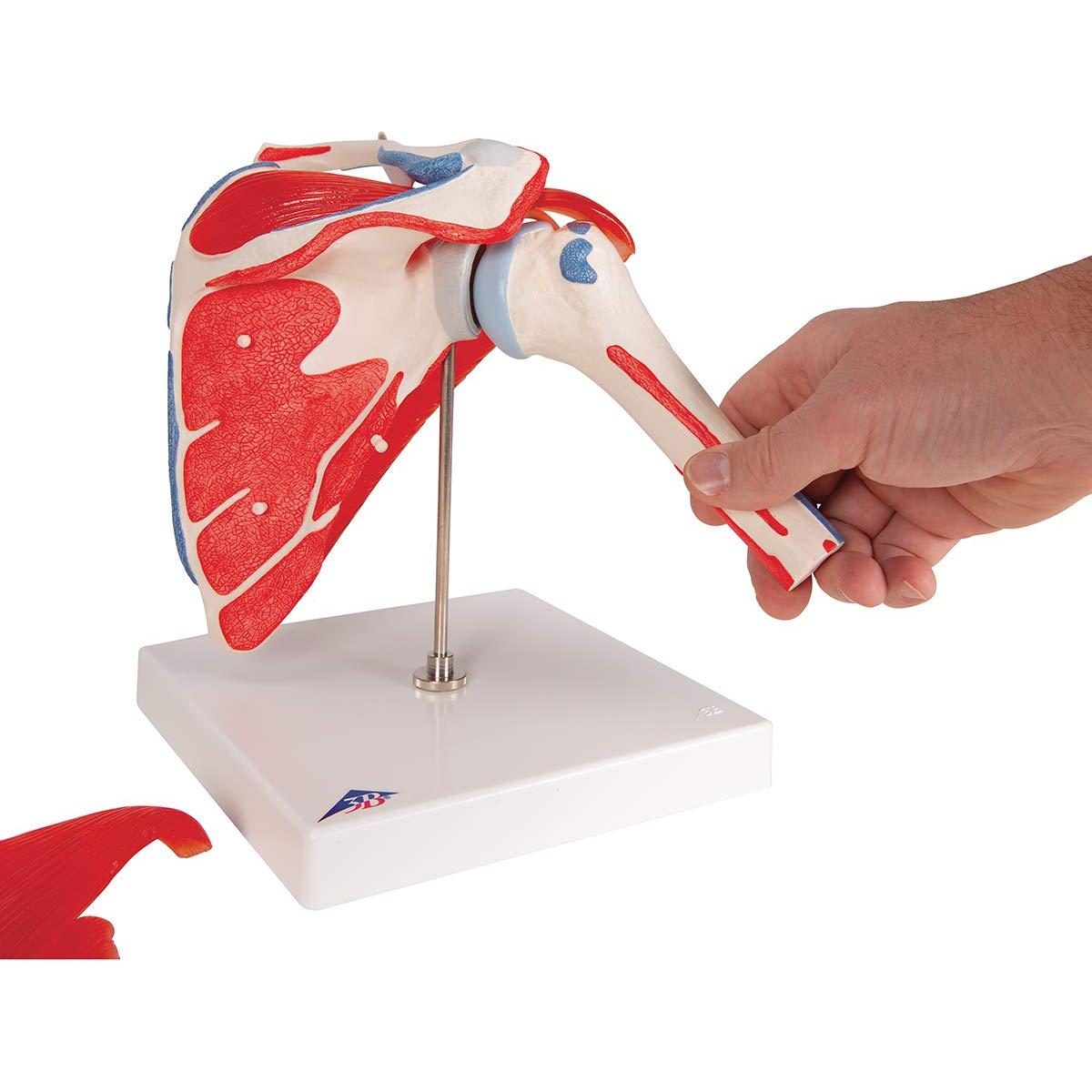 Modelo Articulación Hombro 3B Scientific A880 Desmontable