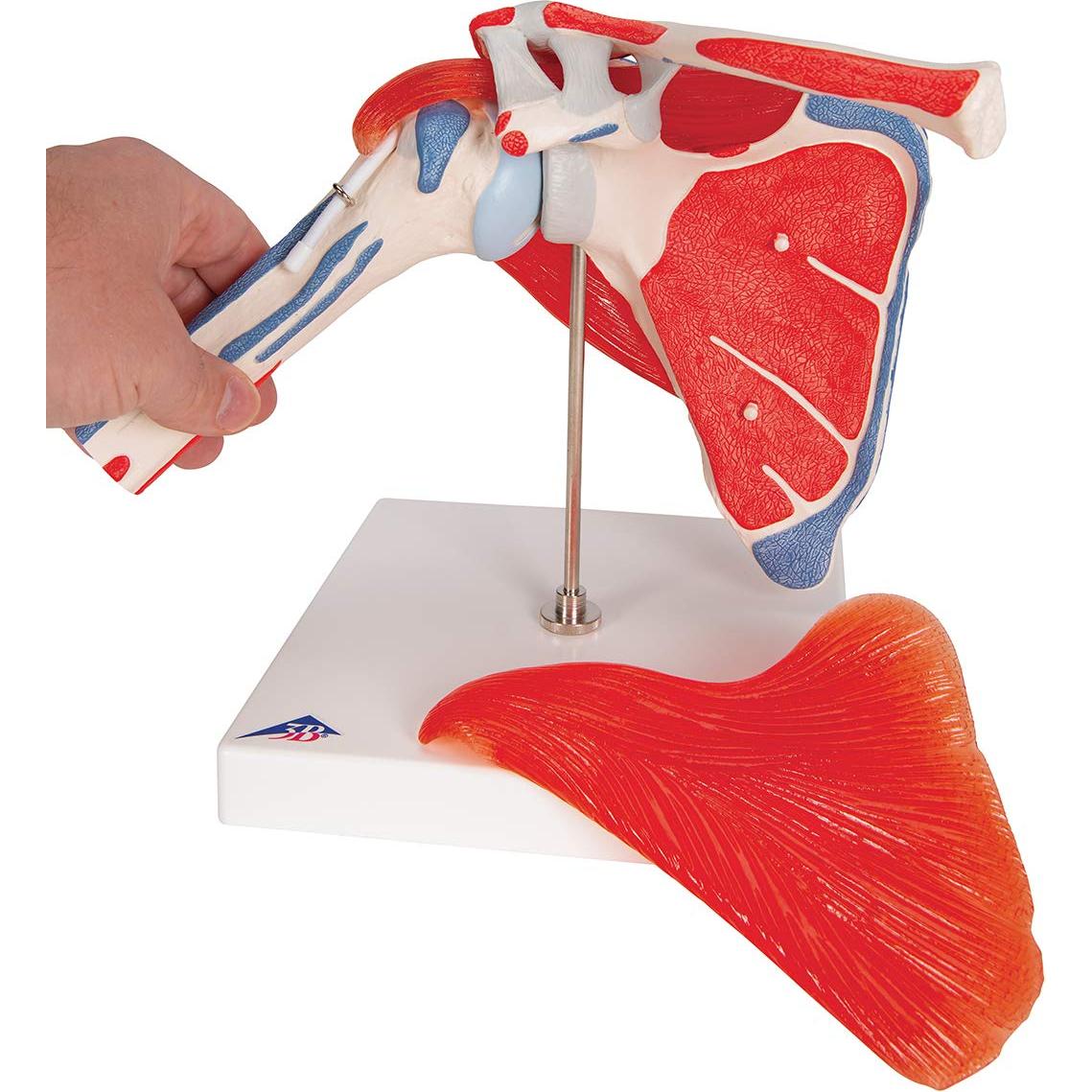 Modelo Articulación Hombro 3B Scientific A880 Desmontable