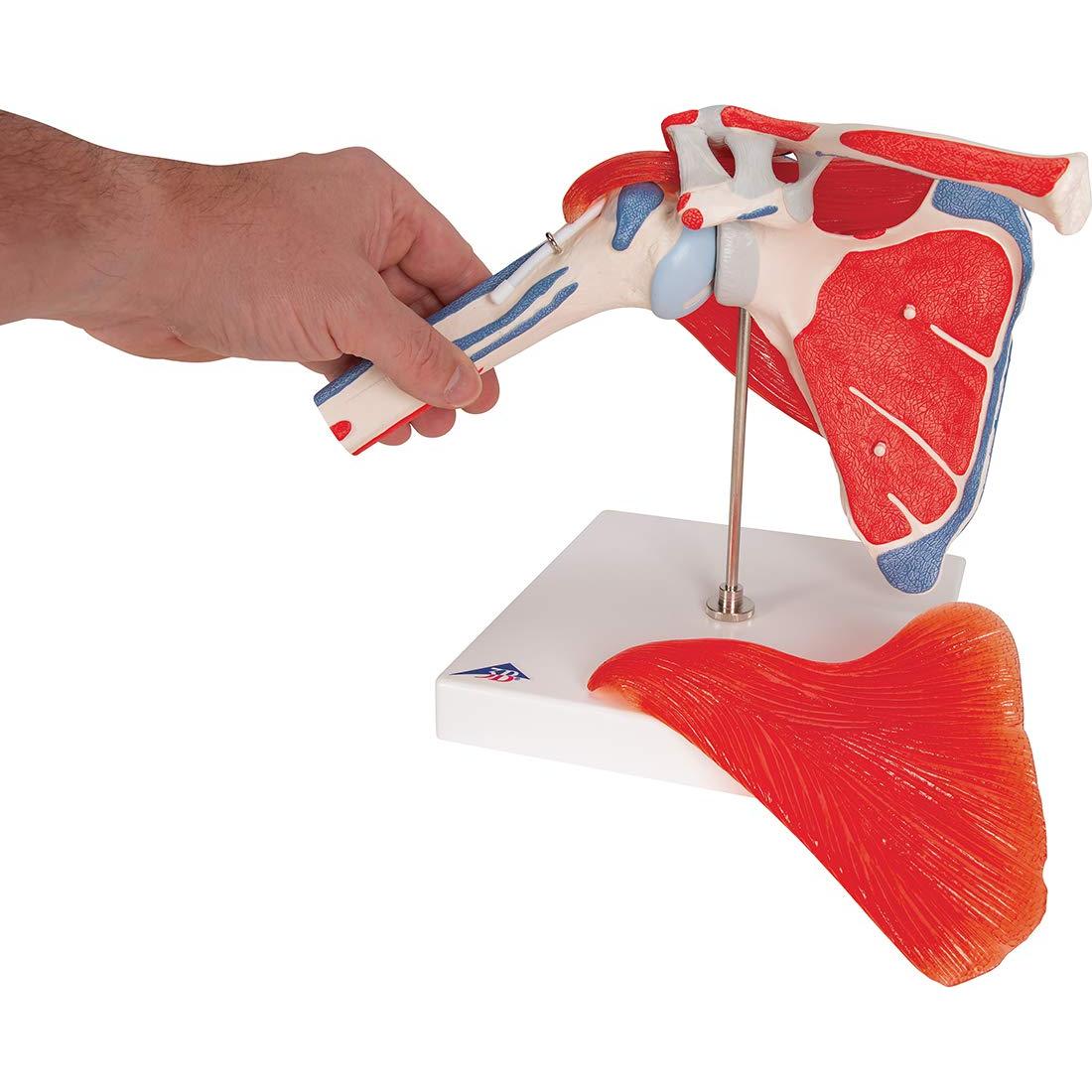 Modelo Articulación Hombro 3B Scientific A880 Desmontable