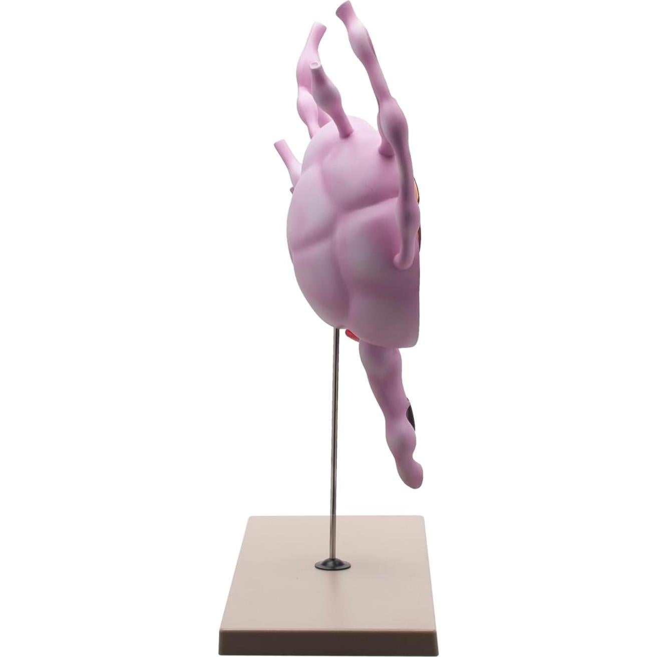 Modelo de Ganglios Linfáticos Eisco Labs 61 cm Anatomía Detallada