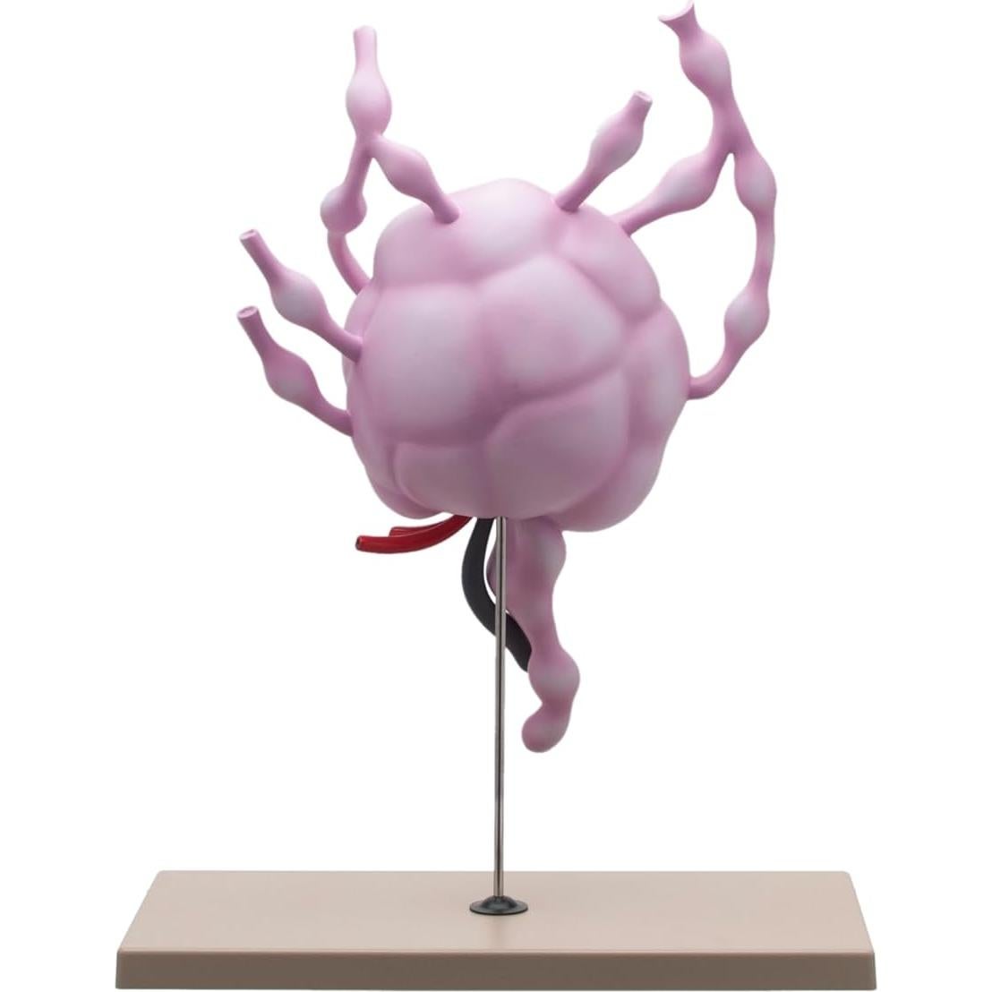 Modelo de Ganglios Linfáticos Eisco Labs 61 cm Anatomía Detallada