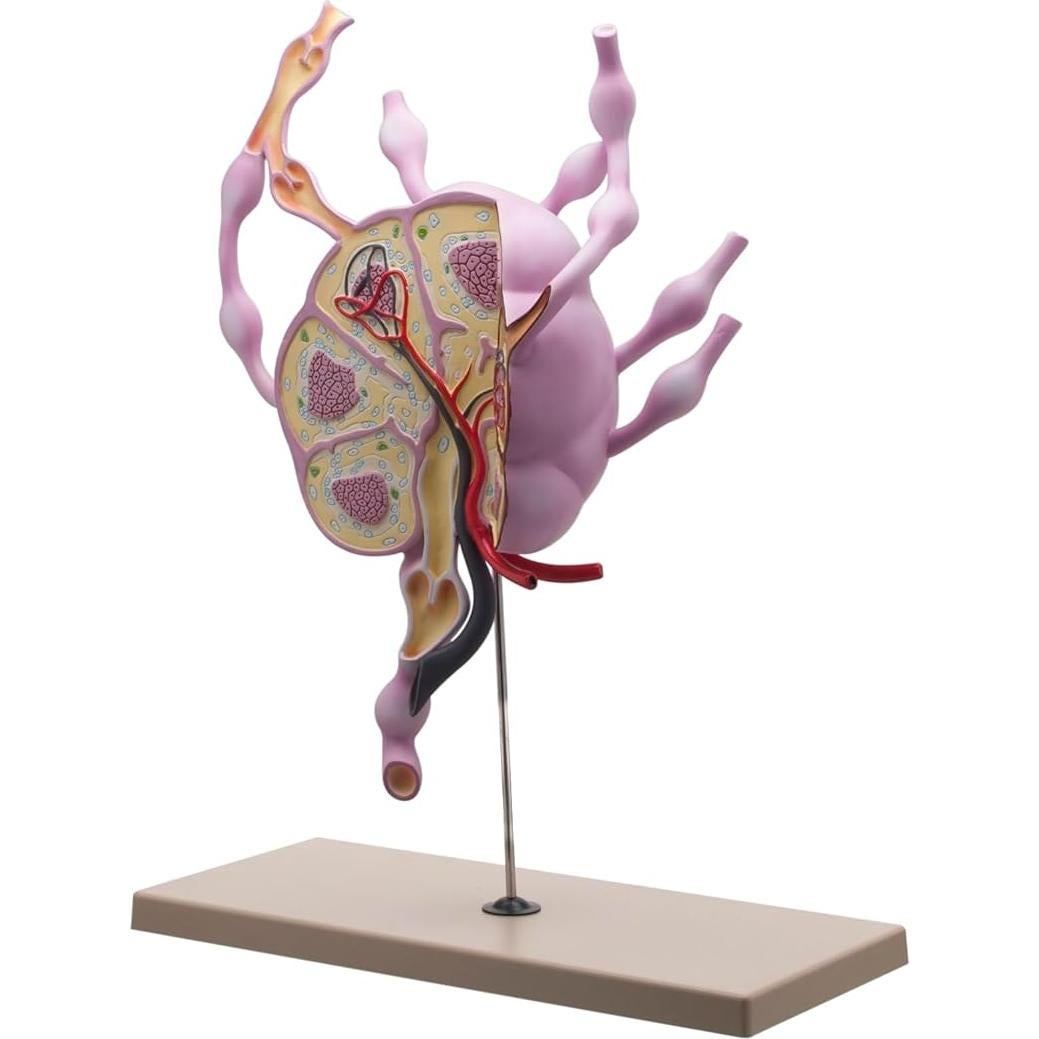 Modelo de Ganglios Linfáticos Eisco Labs 61 cm Anatomía Detallada