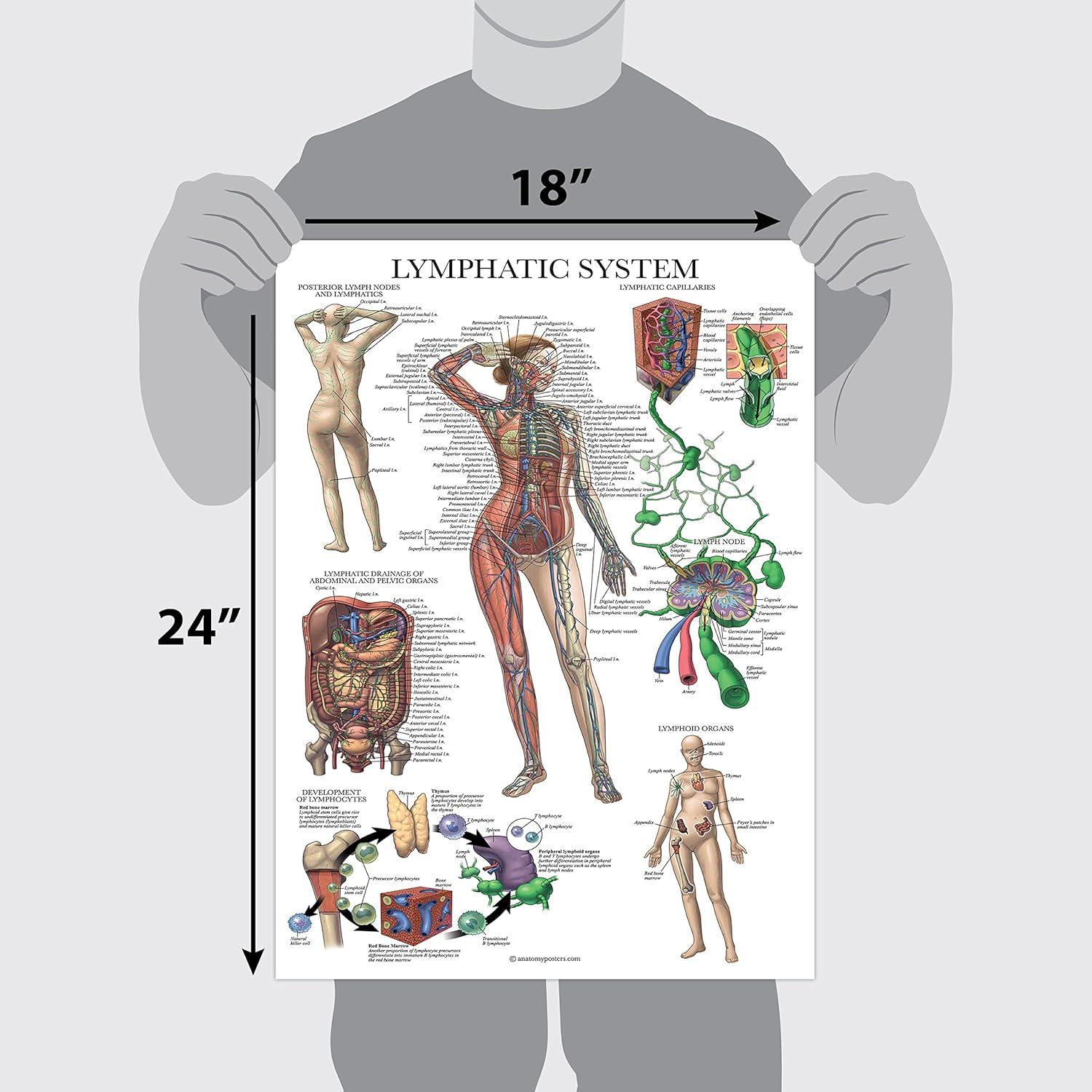 Cartel Anatómico del Sistema Linfático Palace Learning 45.72x60.96cm