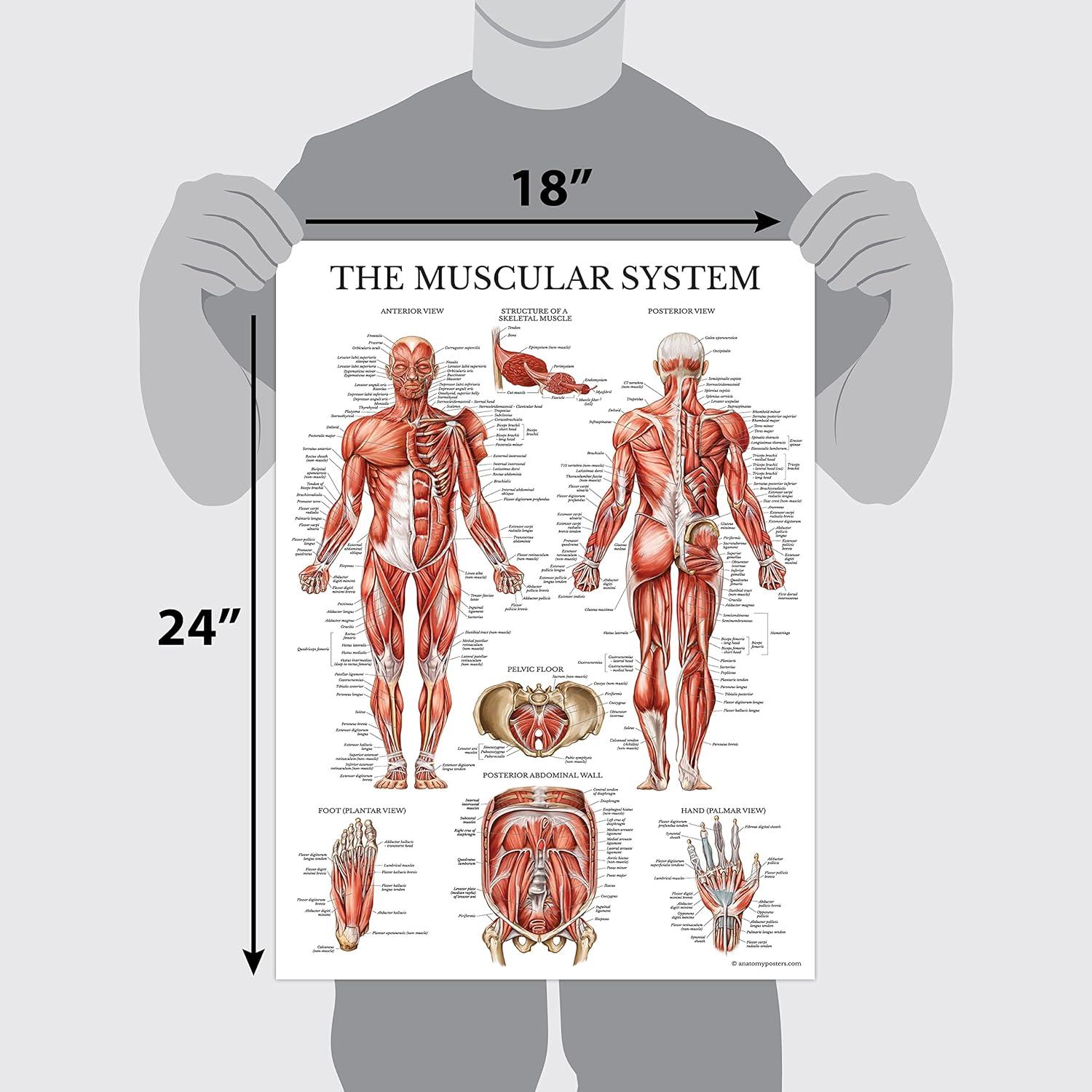Póster Anatómico del Sistema Muscular y Linfático Palace Learning