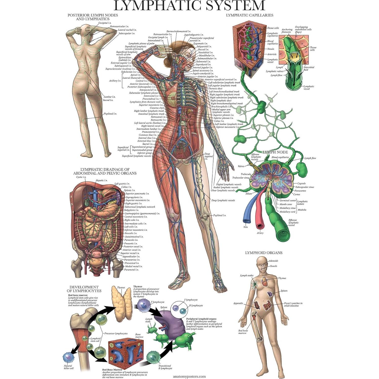 Póster Anatómico del Sistema Muscular y Linfático Palace Learning