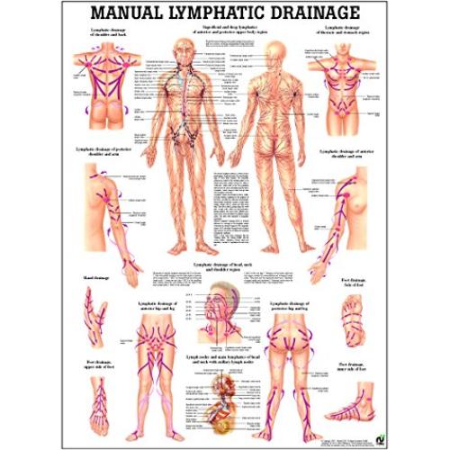 Gráfico de Anatomía Laminado Drenaje Linfático 68.5x50.8cm