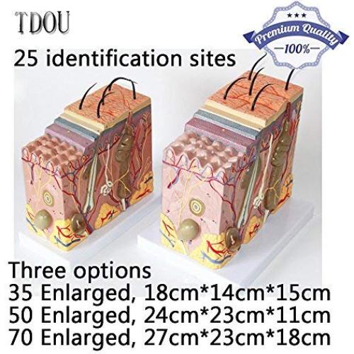 Modelo de Estructura de Piel Humana Ampliado 35X/50X/70X TDOU
