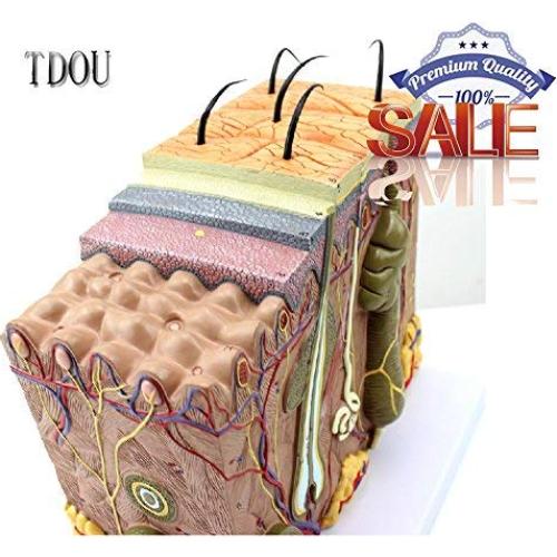 Modelo de Estructura de Piel Humana Ampliado 35X/50X/70X TDOU