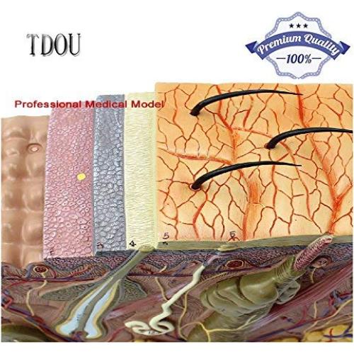 Modelo de Estructura de Piel Humana Ampliado 35X/50X/70X TDOU