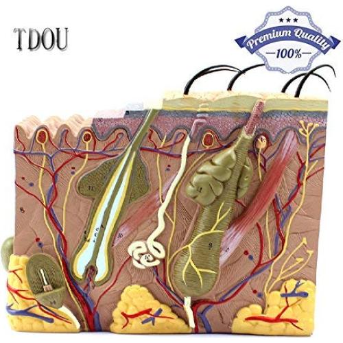 Modelo de Estructura de Piel Humana Ampliado 35X/50X/70X TDOU