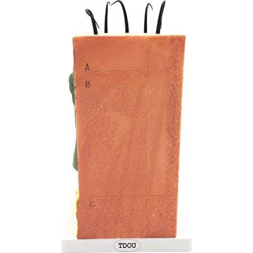 Modelo de Estructura de Piel Humana Ampliado 35X/50X/70X TDOU