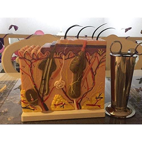 Modelo de Estructura de Piel Humana Ampliado 35X/50X/70X TDOU