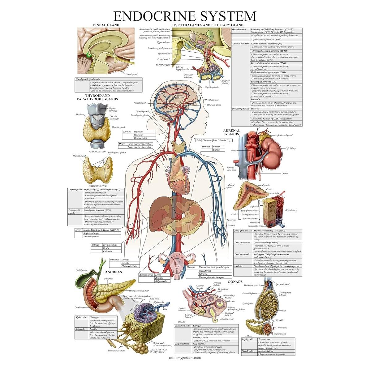 Póster Anatómico del Sistema Endocrino Palace Learning 45x69 cm