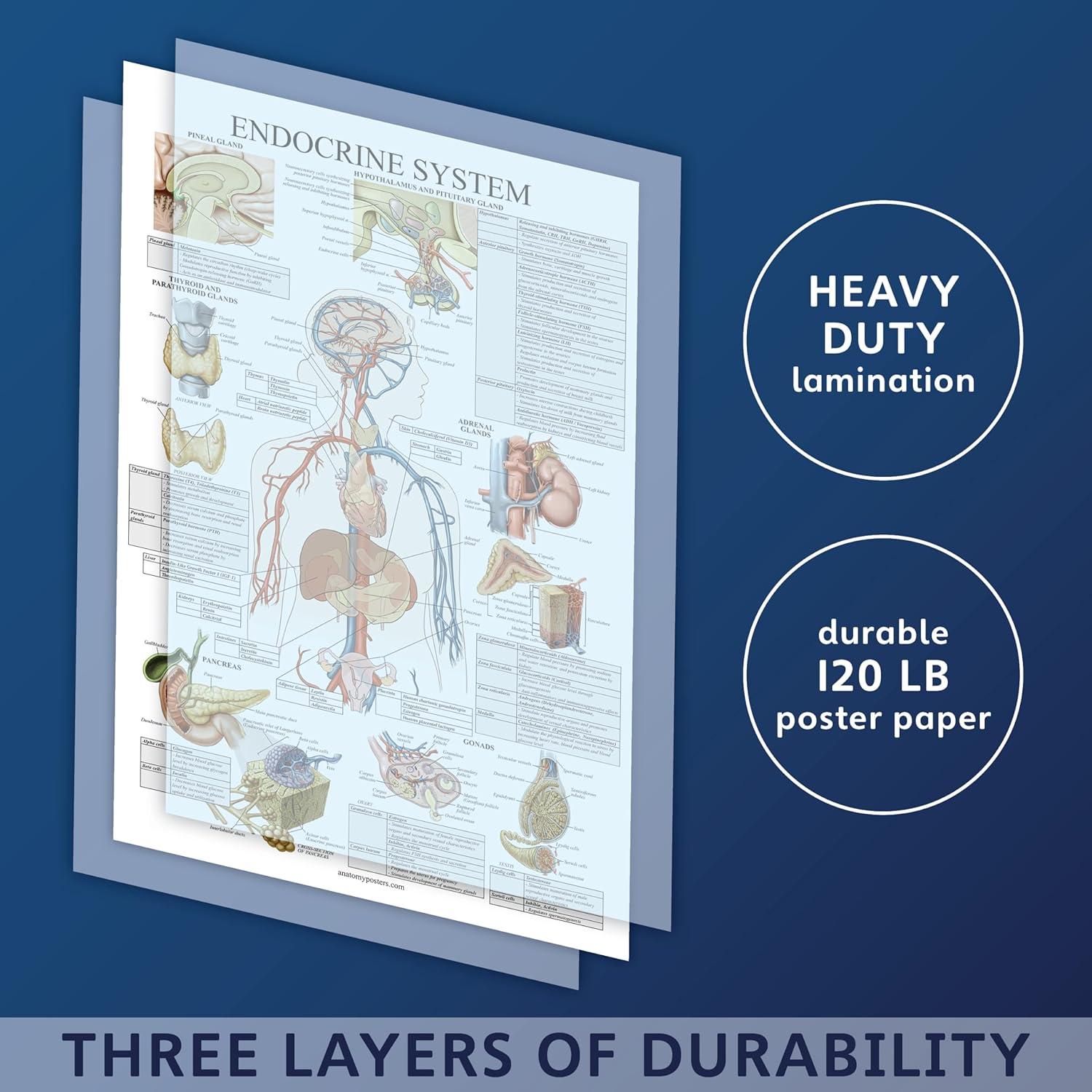 Póster Anatómico del Sistema Endocrino Palace Learning 45x69 cm