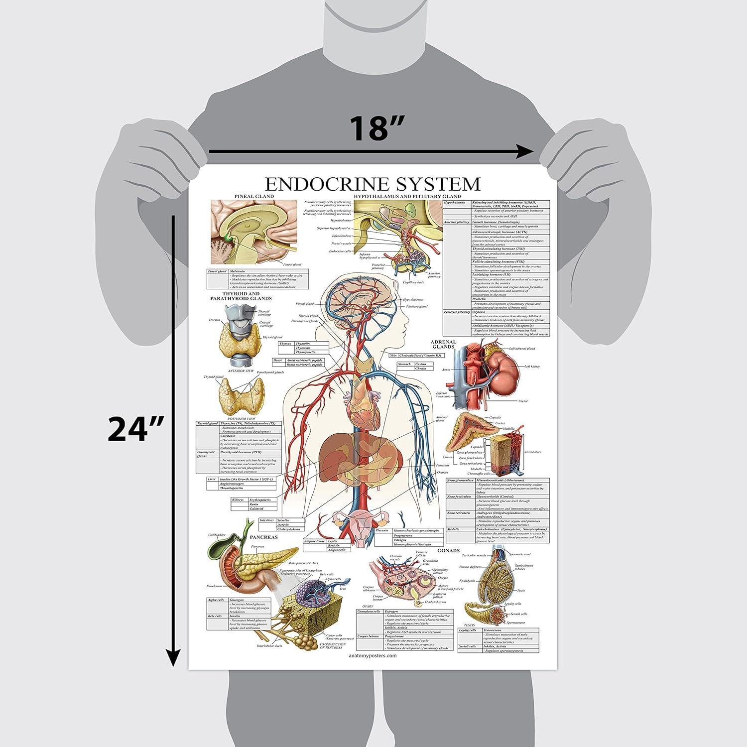 Póster Anatómico del Sistema Endocrino Palace Learning 45x69 cm