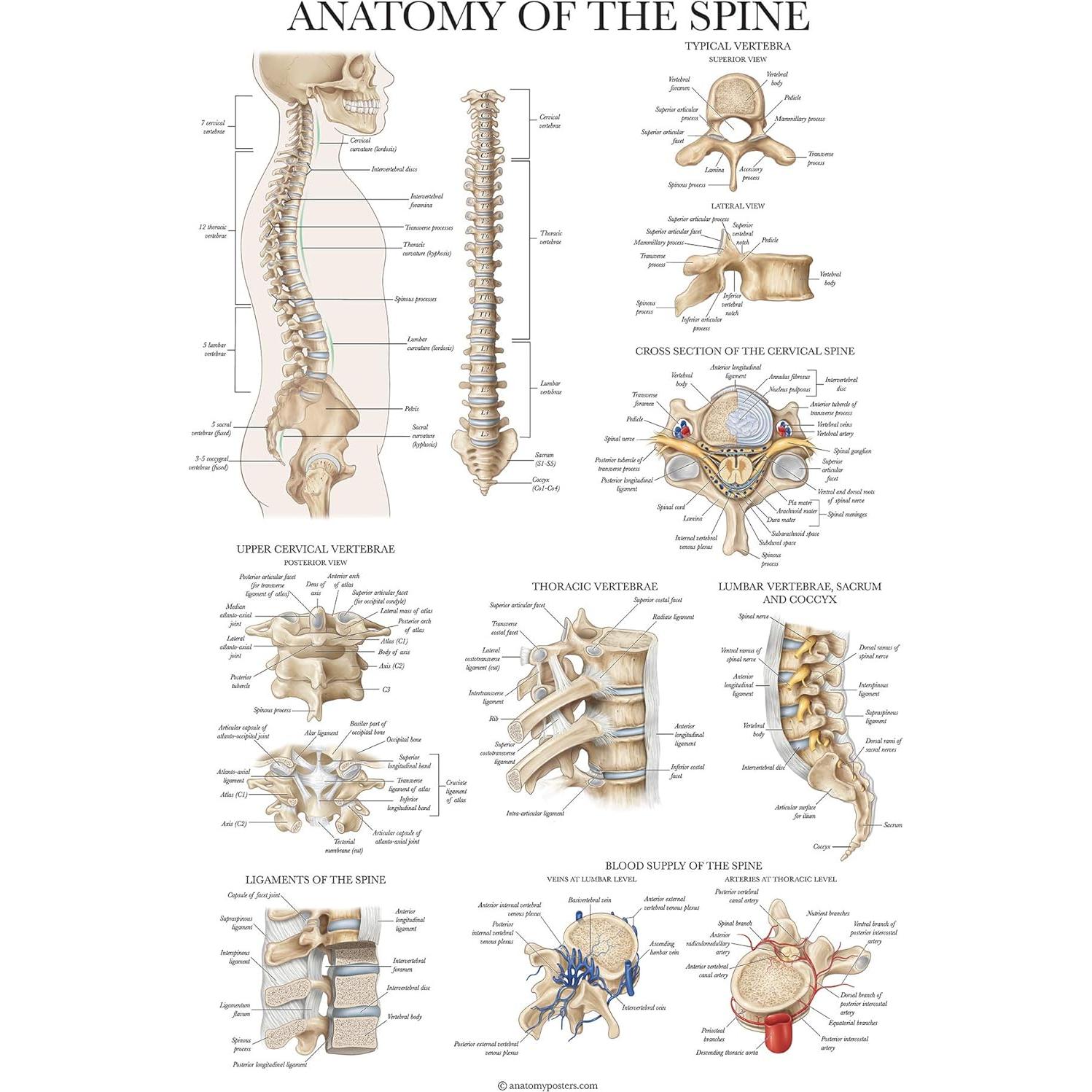 Conjunto de Pósters Anatómicos Laminados - 4 Gráficos Muscular, Esquelético, Columna Vertebral, Endocrino - 45.72x60.96 cm