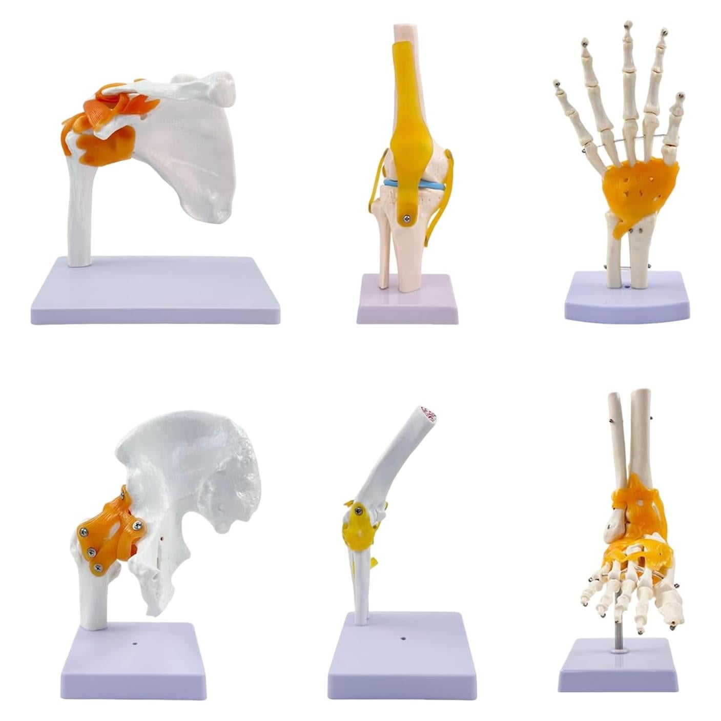 Juego de Anatomía de Articulaciones Humanas 6 Piezas KDJFS