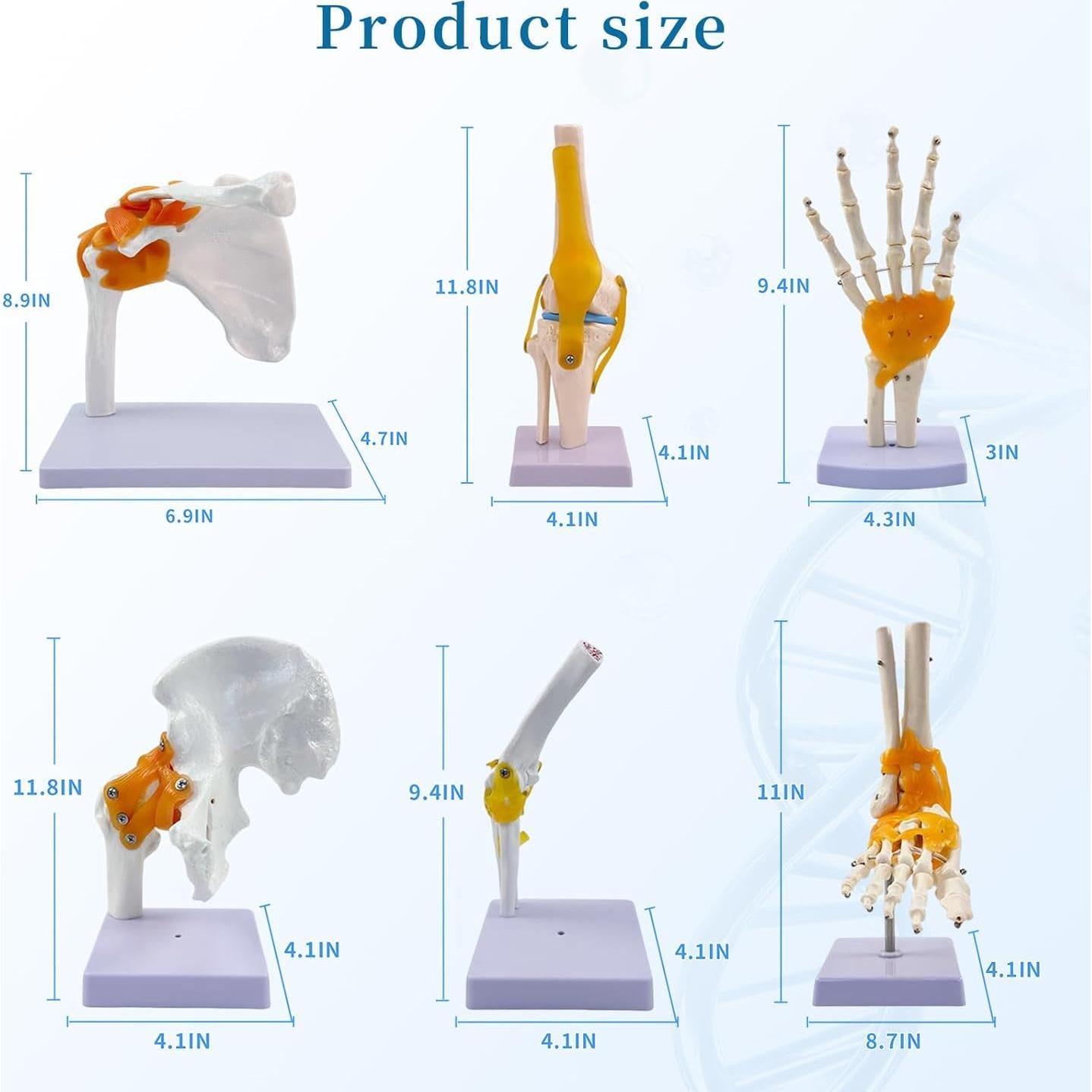 Juego de Anatomía de Articulaciones Humanas 6 Piezas KDJFS