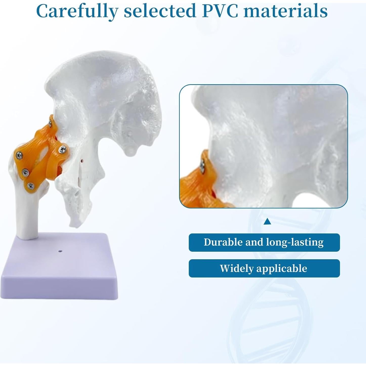 Juego de Anatomía de Articulaciones Humanas 6 Piezas KDJFS