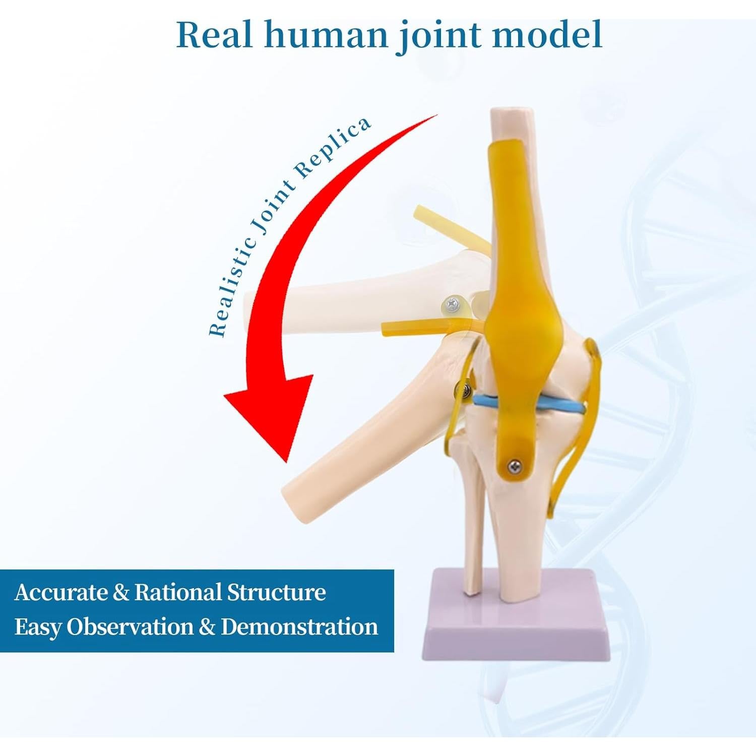 Juego de Anatomía de Articulaciones Humanas 6 Piezas KDJFS