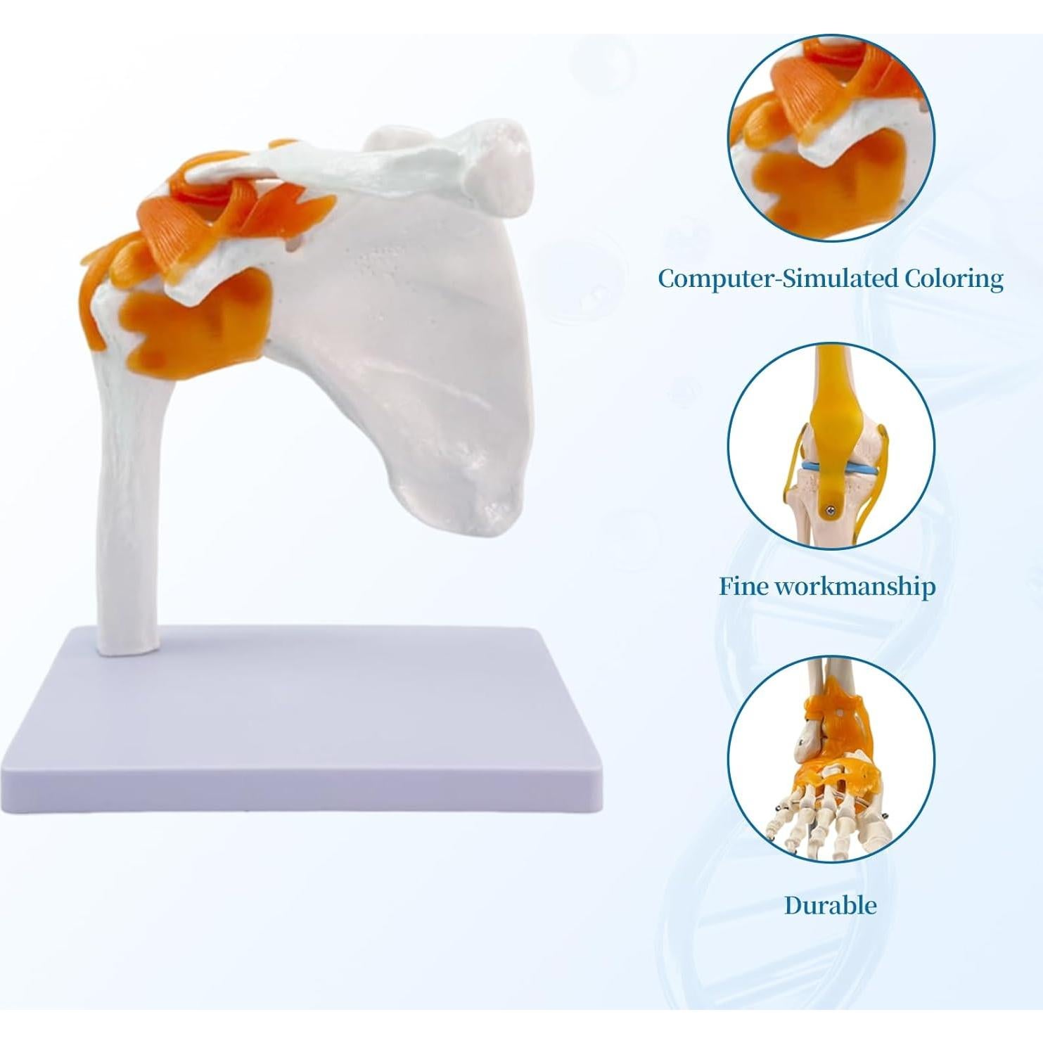 Juego de Anatomía de Articulaciones Humanas 6 Piezas KDJFS