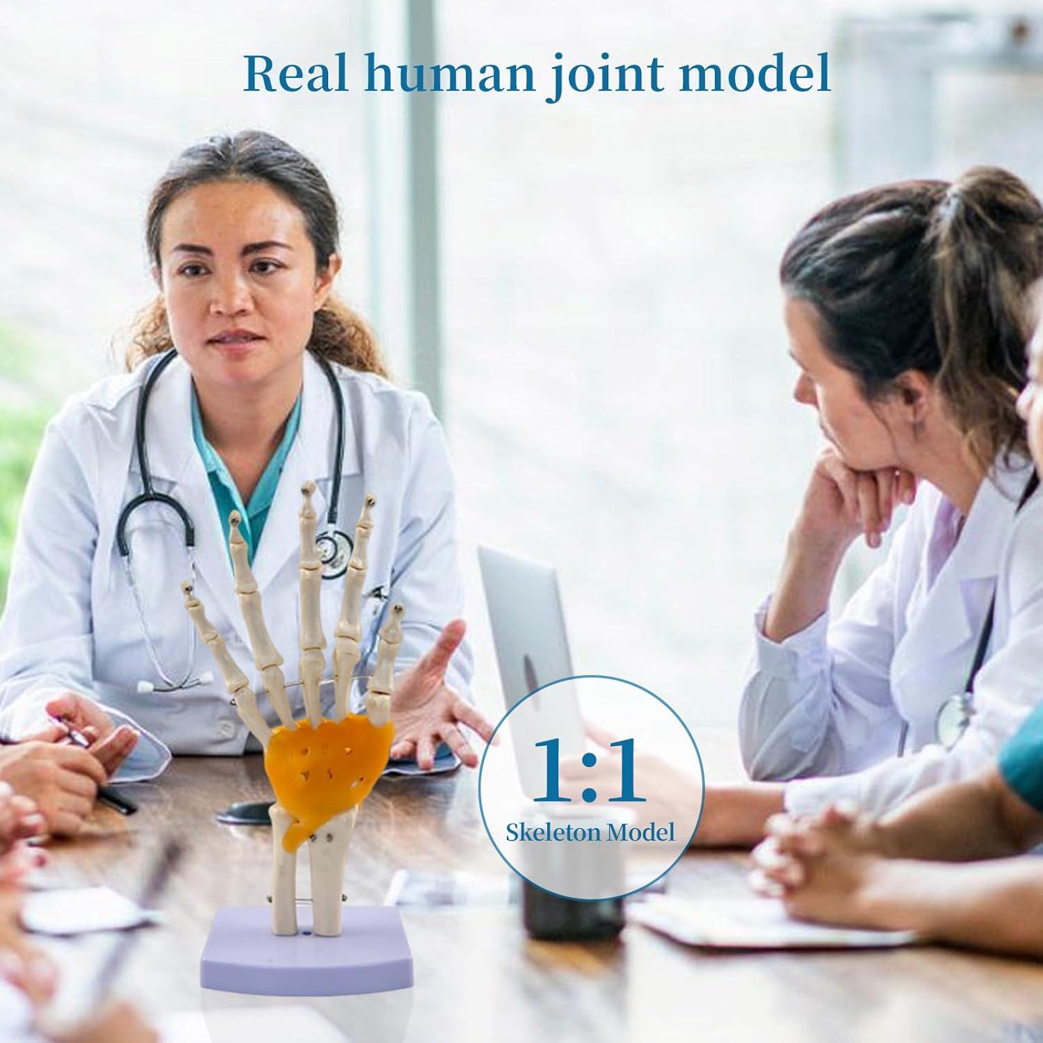 Juego de Anatomía de Articulaciones Humanas 6 Piezas KDJFS