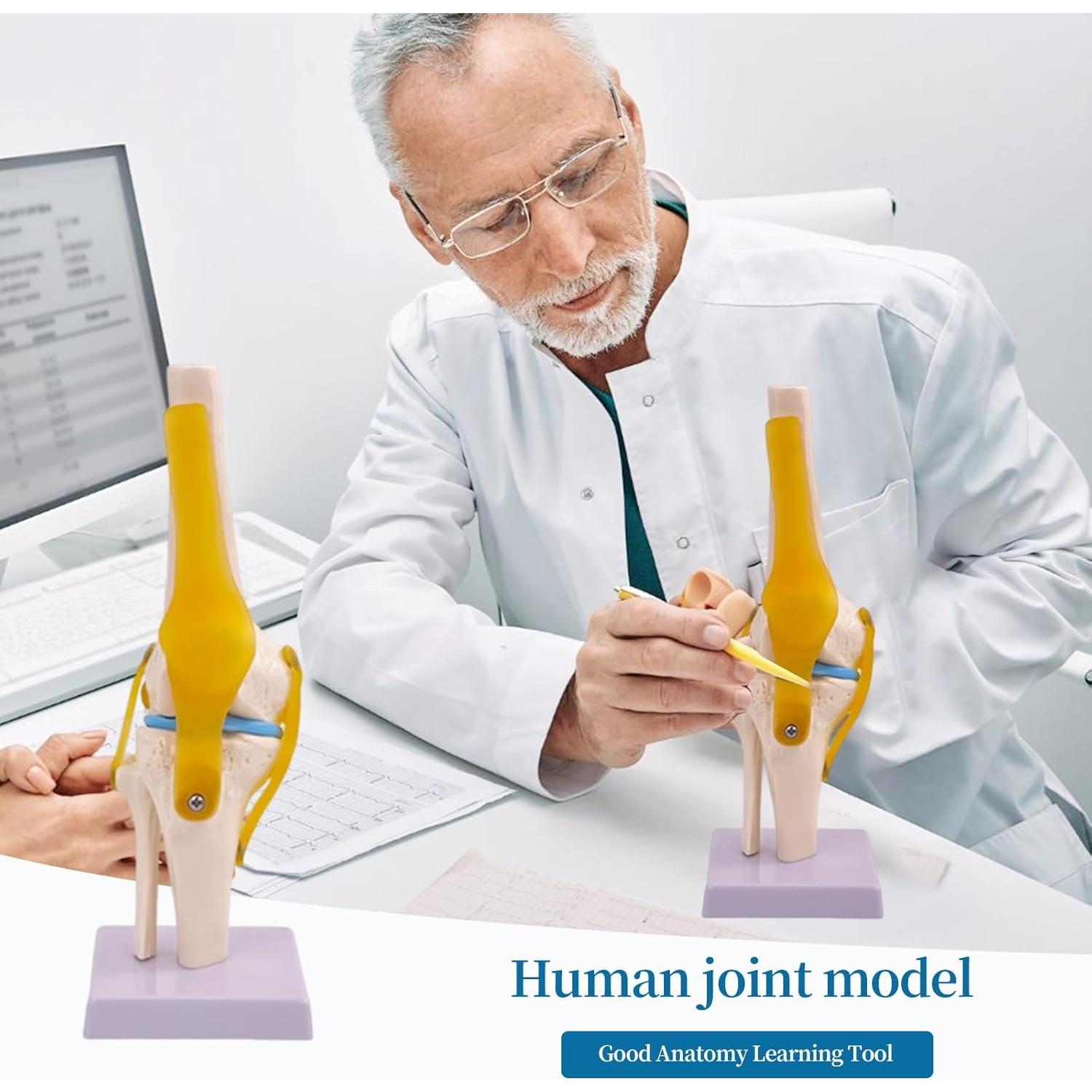 Juego de Anatomía de Articulaciones Humanas 6 Piezas KDJFS