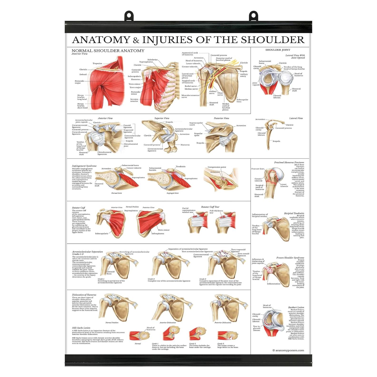 Cartel de Anatomía del Hombro Laminado 61x45.7 cm
