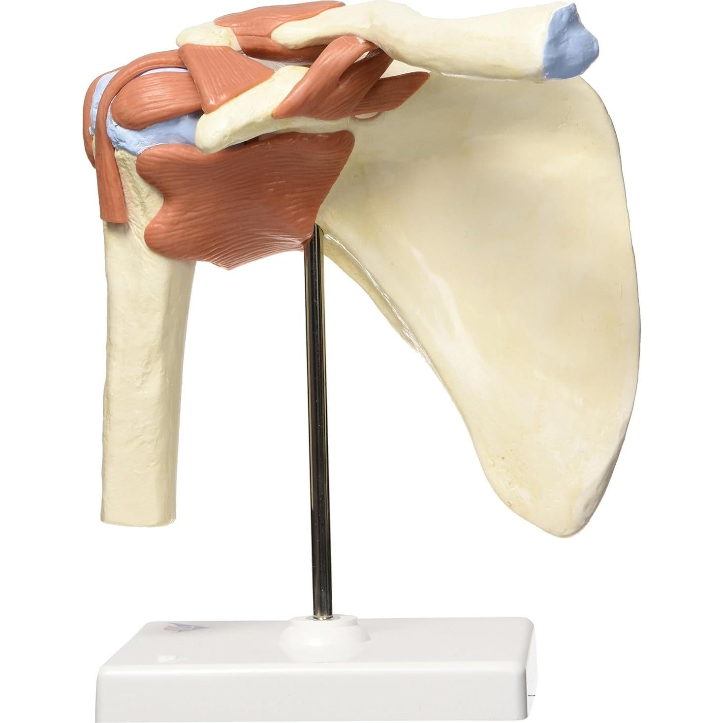 Modelo de Articulación del Hombro 3B Scientific A80/1 - Tamaño Real