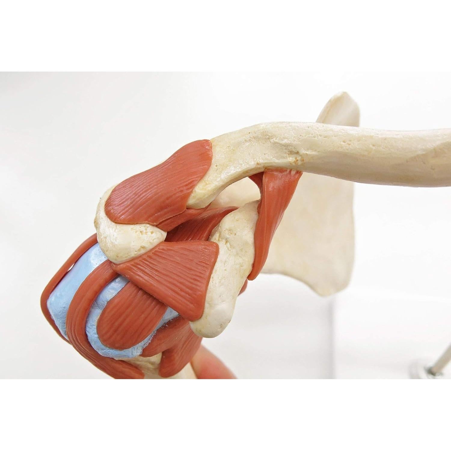 Modelo de Articulación del Hombro 3B Scientific A80/1 - Tamaño Real