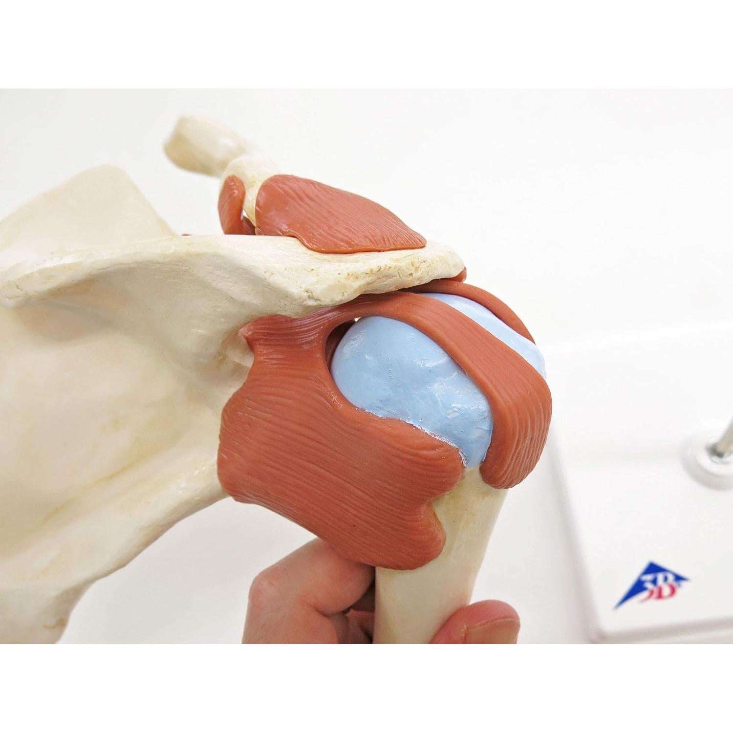 Modelo de Articulación del Hombro 3B Scientific A80/1 - Tamaño Real