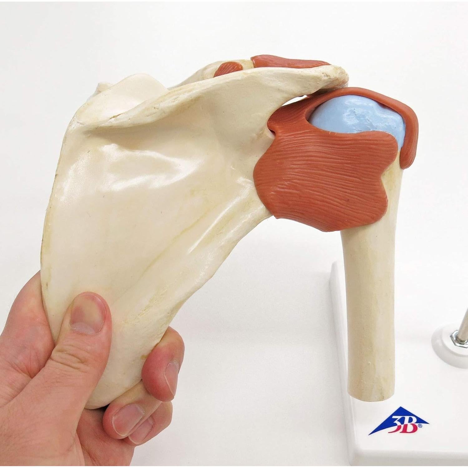 Modelo de Articulación del Hombro 3B Scientific A80/1 - Tamaño Real