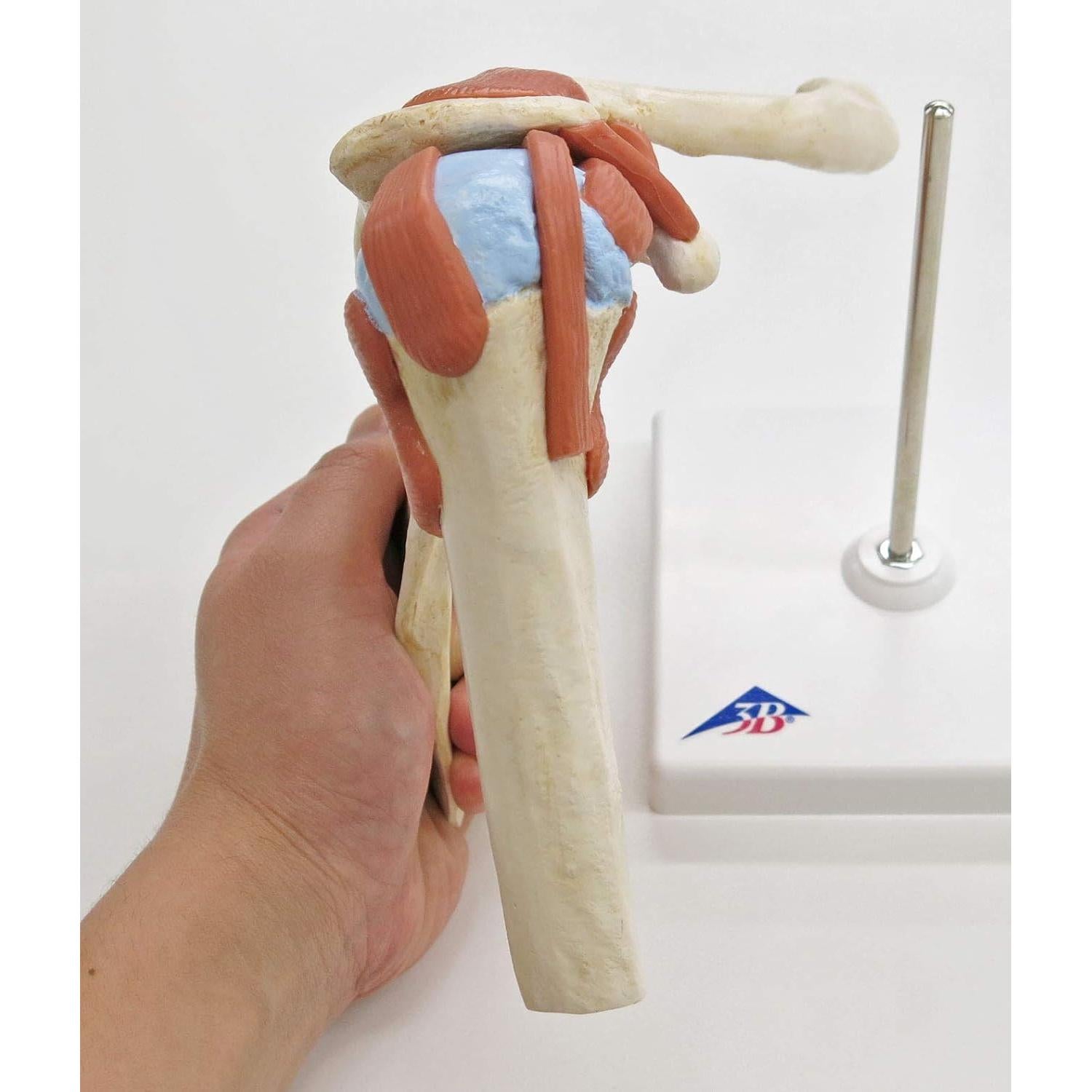 Modelo de Articulación del Hombro 3B Scientific A80/1 - Tamaño Real
