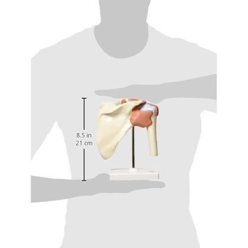 Modelo de Articulación del Hombro 3B Scientific A80/1 - Tamaño Real