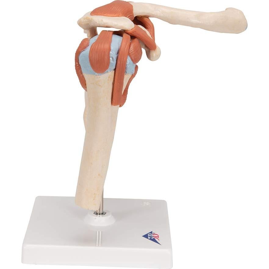 Modelo Funcional de Hombro Deluxe 3B Scientific A80/1 22.1 cm